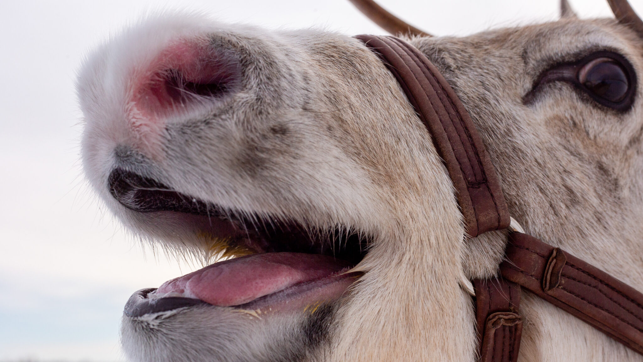 Kesy poro porotilalla Ylikiimingissä – osa Kisura Safariksen talvisafari-elämystä