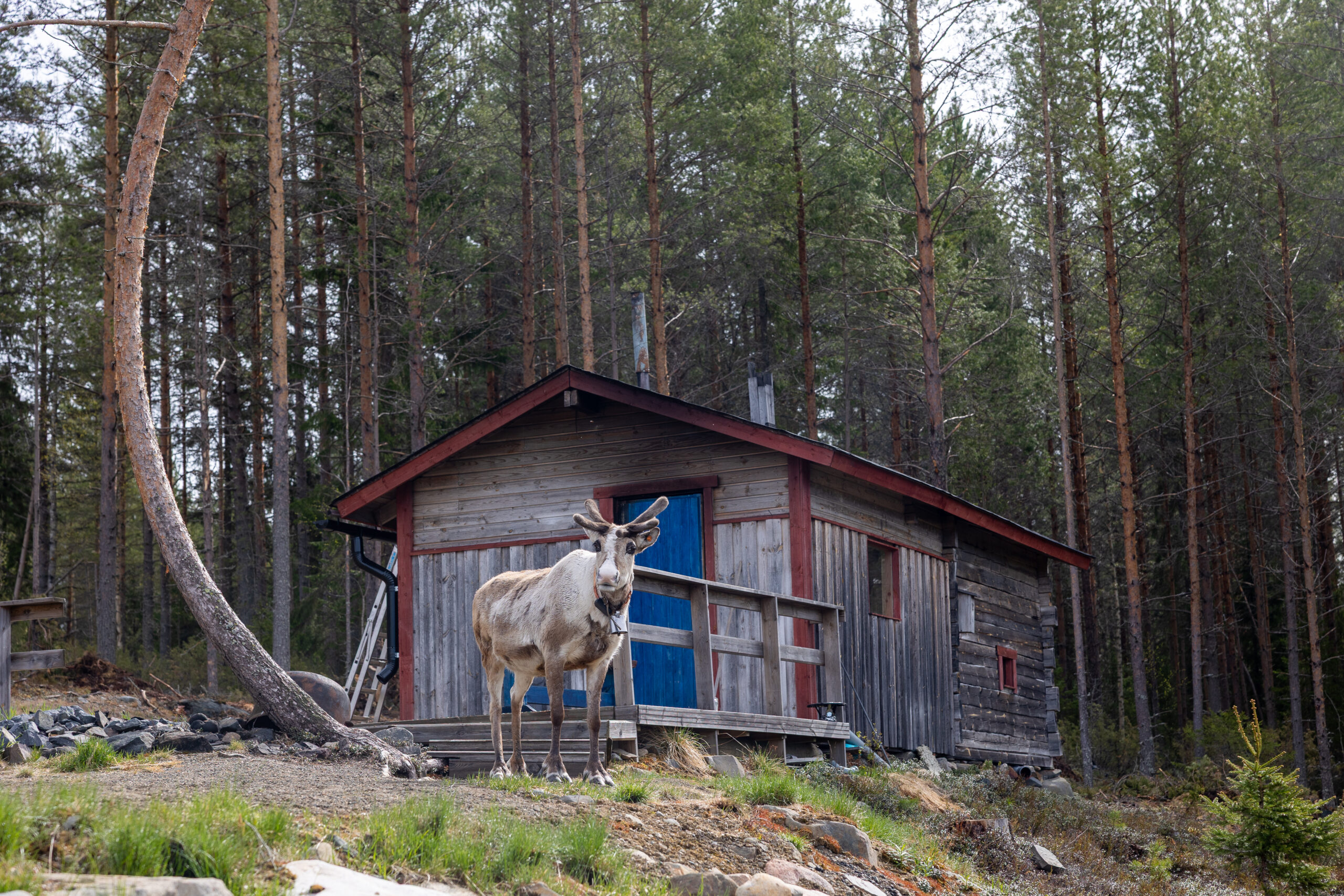 Pohjois-Pohjanmaan hiljainen metsämaisema Ylikiimingissä – rauhaa ja luontoelämyksiä Kisura Safariksen paimennusviikoilla