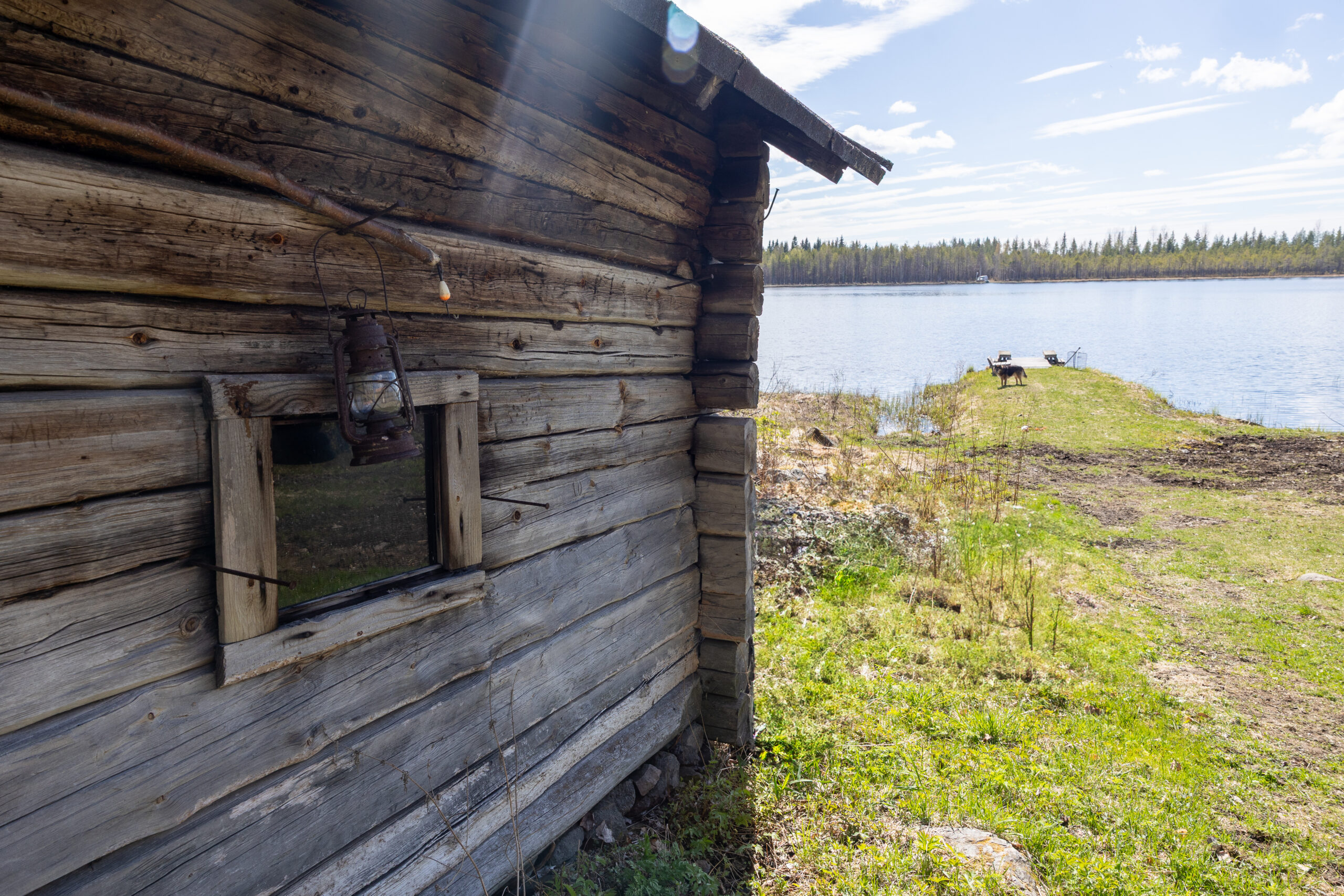 Pohjois-Pohjanmaan hiljainen metsämaisema Ylikiimingissä – rauhaa ja luontoelämyksiä Kisura Safariksen paimennusviikoilla