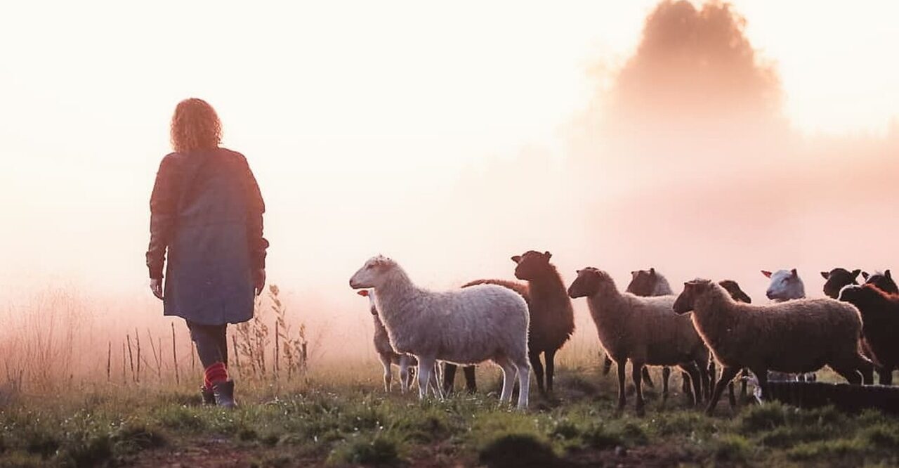 Lampaita laiduntamassa luonnon keskellä Ylikiimingin perinnetilalla – lammaspaimennusta kesäisin