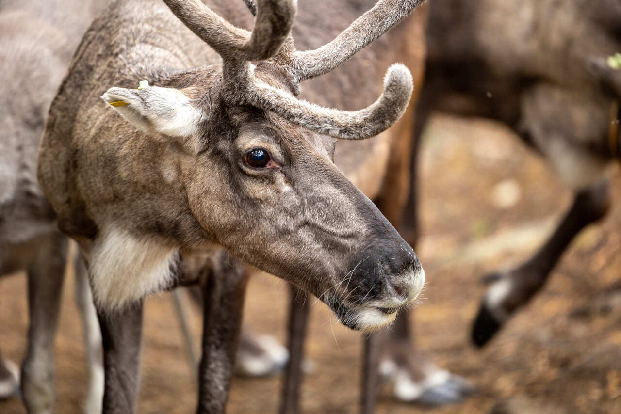Kesy poro porotilalla Ylikiimingissä – osa Kisura Safariksen talvisafari-elämystä