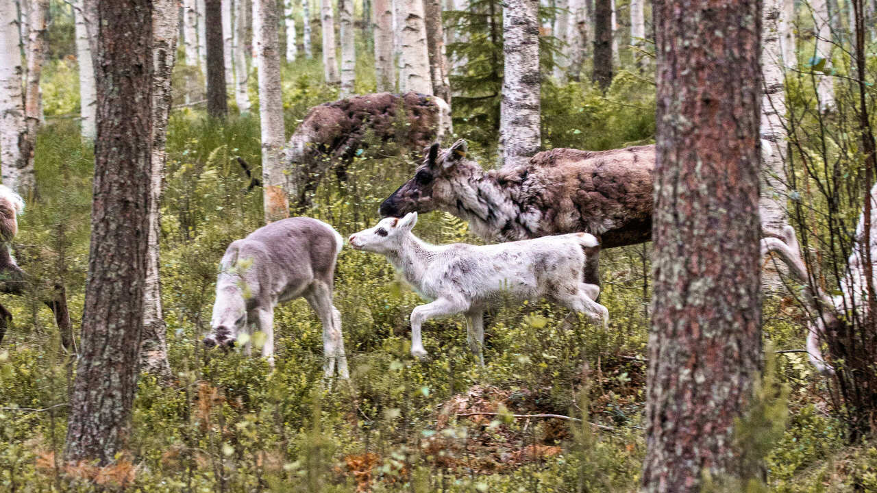 Lampaita laiduntamassa luonnon keskellä Ylikiimingin perinnetilalla – lammaspaimennusta kesäisin