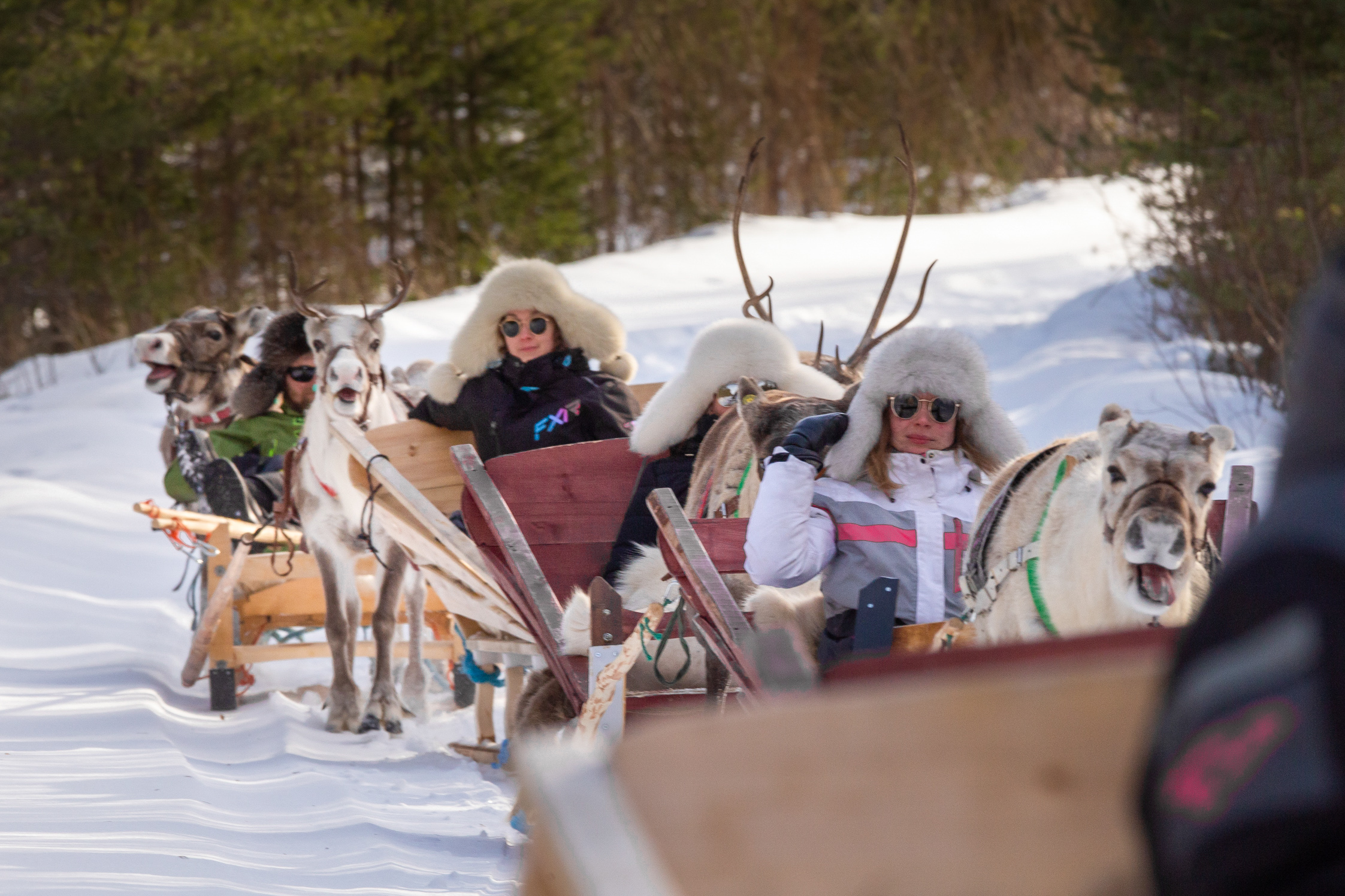 Kesy poro porotilalla Ylikiimingissä – osa Kisura Safariksen talvisafari-elämystä