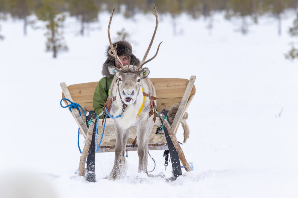 Kesy poro porotilalla Ylikiimingissä – osa Kisura Safariksen talvisafari-elämystä